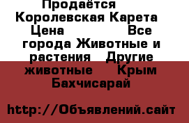 Продаётся!     Королевская Карета › Цена ­ 300 000 - Все города Животные и растения » Другие животные   . Крым,Бахчисарай